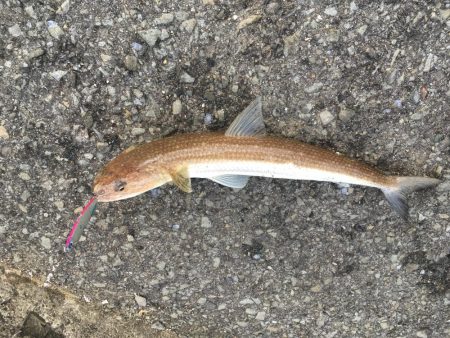 アジ、エソのみツバスは見てるだけ